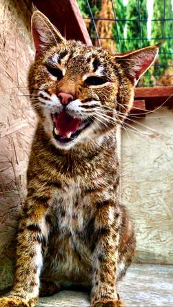 bobcat wolverine