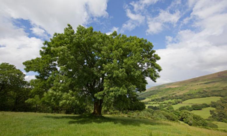 How Can I Protect My Ash Tree?