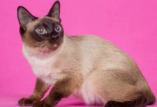 toybob kittens for sale