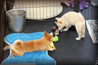 Sunny store terrace shibas