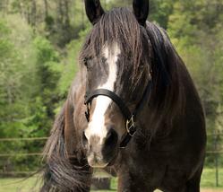 Colby's Army photo of the bay Appaloosa therapy horse Quincy (Request for Success)