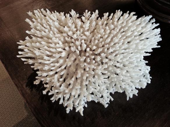 coral decor accessories authentic responsibly harvested sea ocean corals bleached for sale at the House of Tuscany