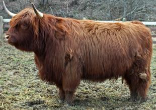 Highland cattle black,Scottish highland cattle,Black highland cattle,Highland cattle, Highland calves