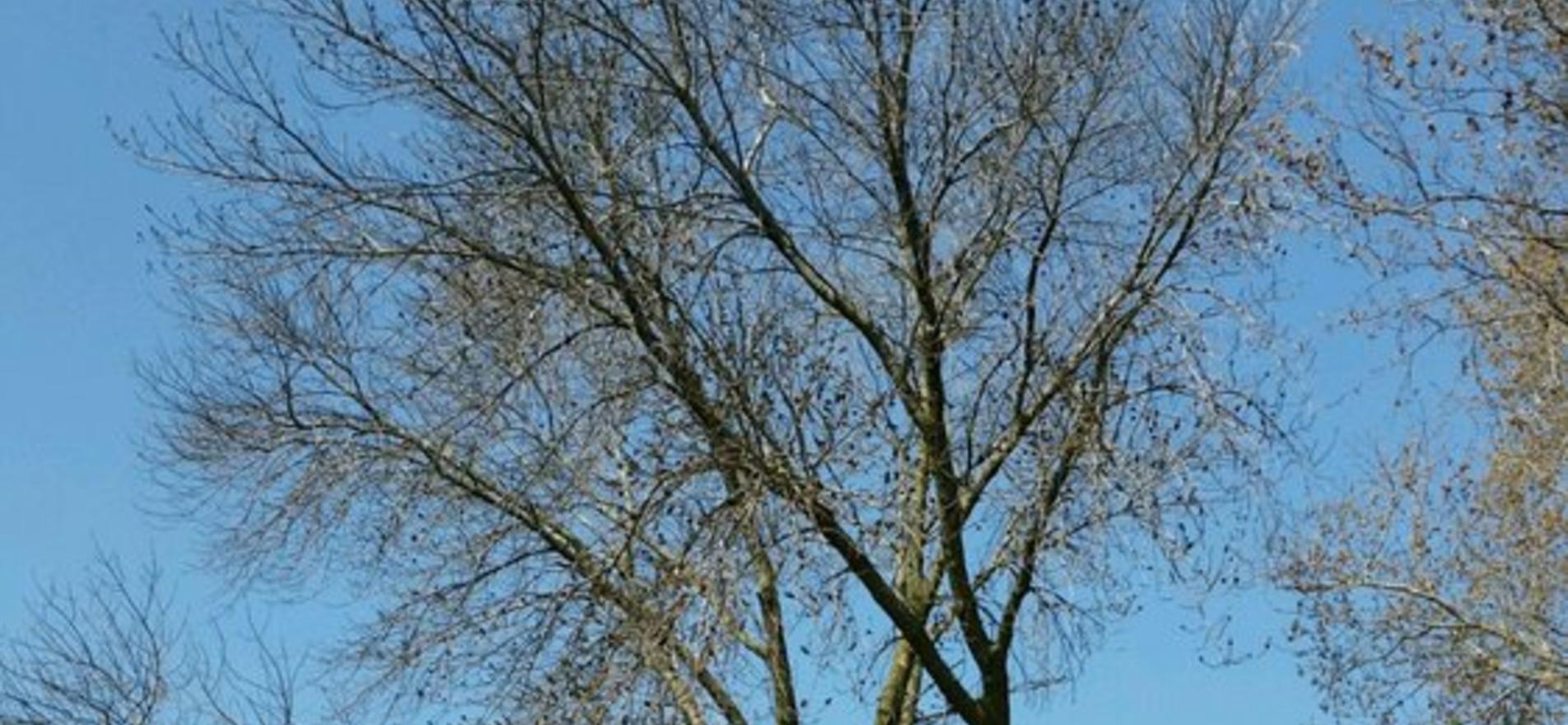 Tree Frog Service LLC