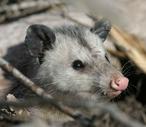 Opossum