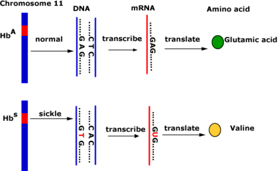 which race has the most dominant genes