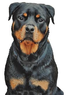 Cincinnati Hills Animal Clinic Roman the Rottweiler