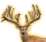 EXPRESS WHITETAIL BUCK