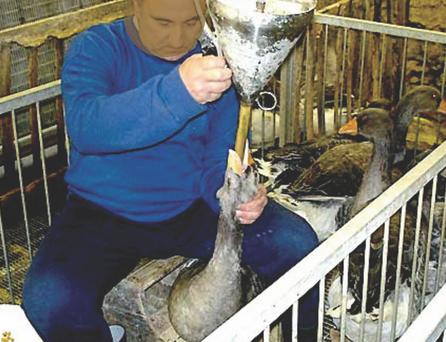 Foie Gras - Gavage