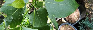 up close green san antonio cottonwood leaf fast growing tree