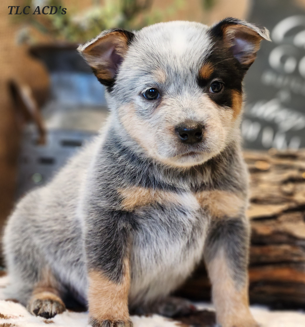Tlc australian cattle hot sale dogs