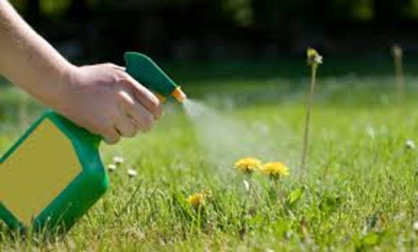 Effective Weed Control Services Las Vegas NV| Service-Vegas