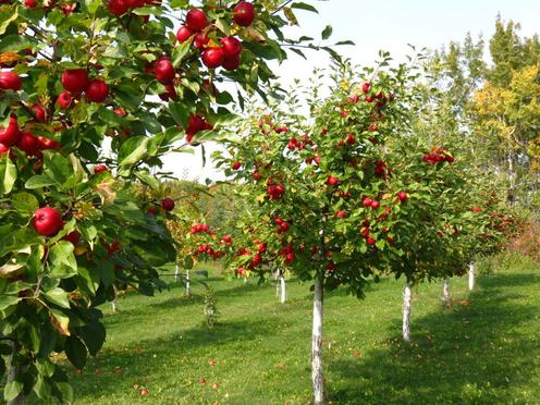 Wood vinegar for sale in Unites States