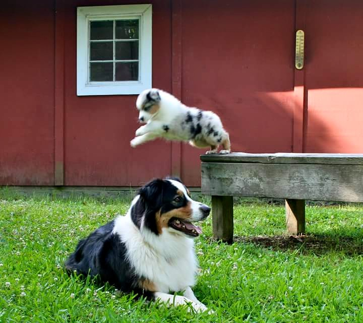 Breeder quality AKC AUSTRALIAN SHEPHERDS.