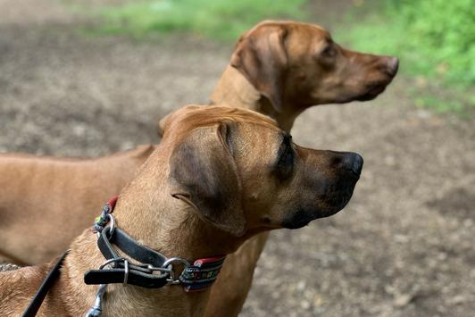 Black rhodesian best sale ridgeback puppy