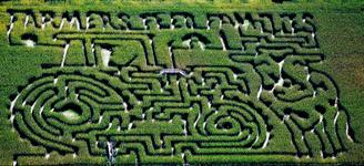 Picture of Hank's Corn Maze