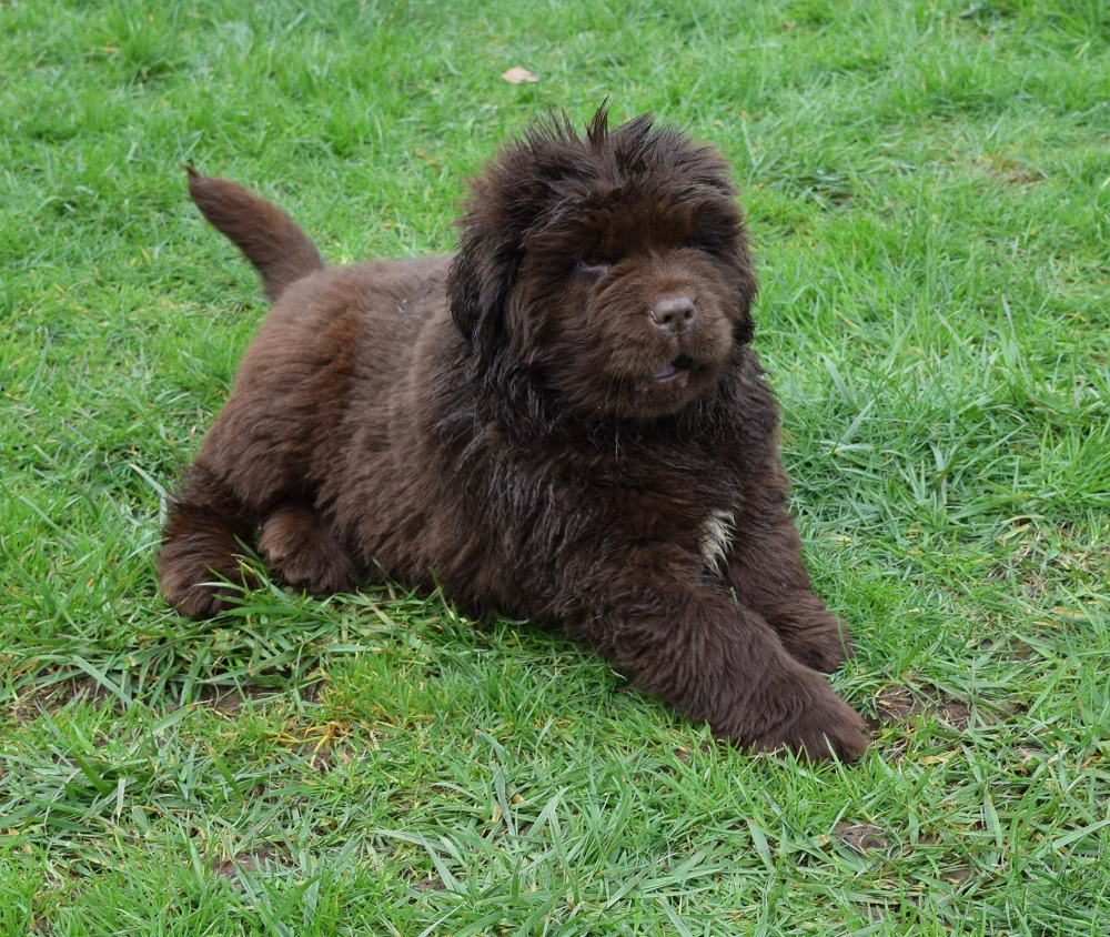 8 week hot sale old newfoundland