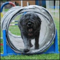 Dog going through tunnel at Woofa~Roo Pet Fest