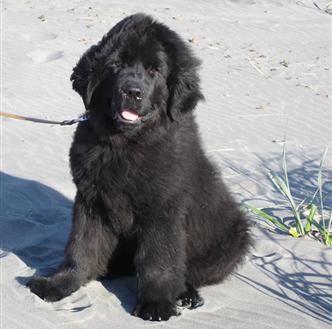 4 month hot sale old newfoundland