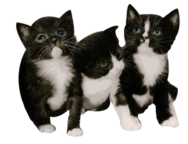 Cincinnati Hills Animal Clinic Companion Animal Plan [CAP] Kittens