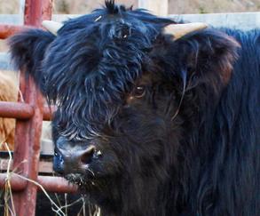 Highland cattle black,Scottish highland cattle,Black highland cattle,Highland cattle, Highland calves