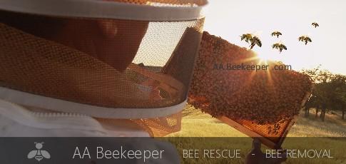 El Cajon Bee Removal and Beekeeper