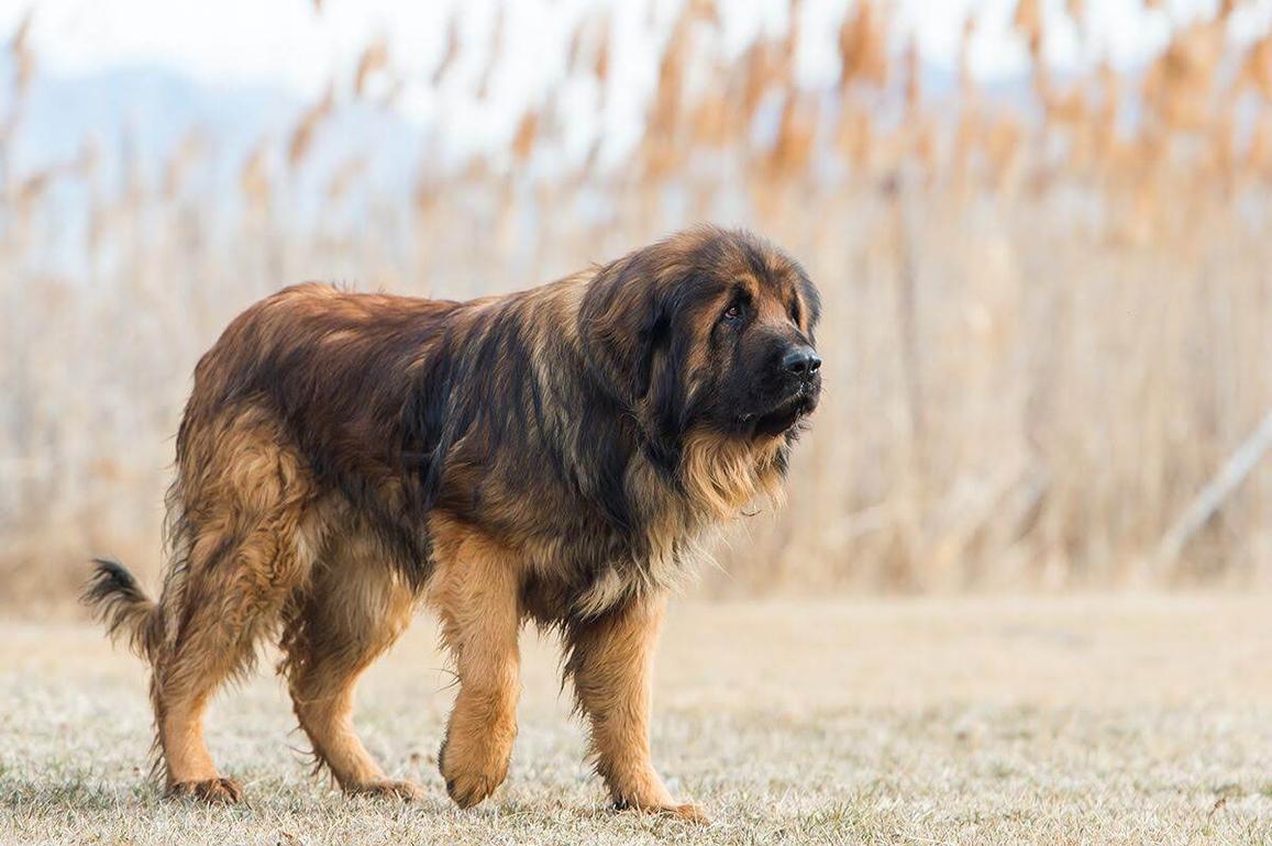 Leonberger rescue near store me