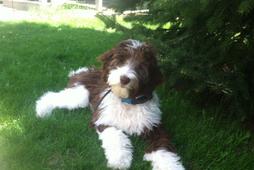 black and white parti goldendoodle