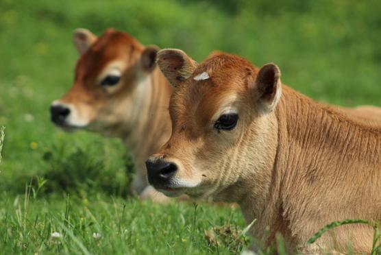 All About Miniature Jersey Cows