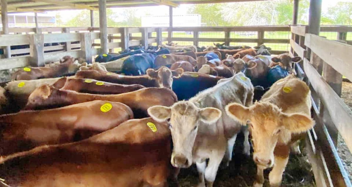 El Campo Livestock Exchange LLC Auction Every Tuesday