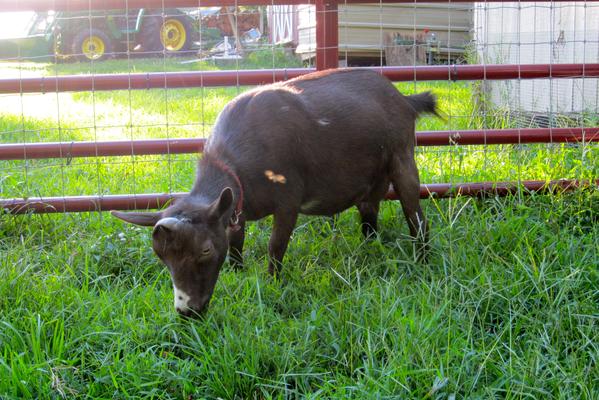my peeps Polly, Nigerian Dwarf Goat at my peeps farm