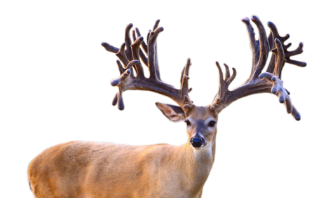 TRIPLE CROWN WHITETAIL FAWNS FOR SALE IN MICHIGAN