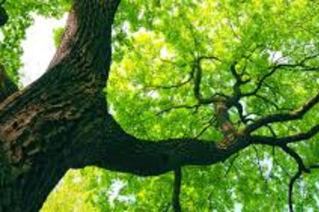 Amazing Tree Care Service in Lincoln NE | LNK Junk Removal