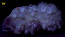 fluorescing FLUORITE, BARYTE - Madoc, Hastings County, Ontario, Canada - ex Octahedron, ex Krause - for sale