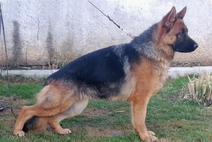 Vom issam store haus german shepherds