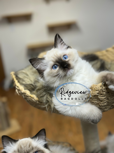 Seal point ragdoll kittens best sale for sale