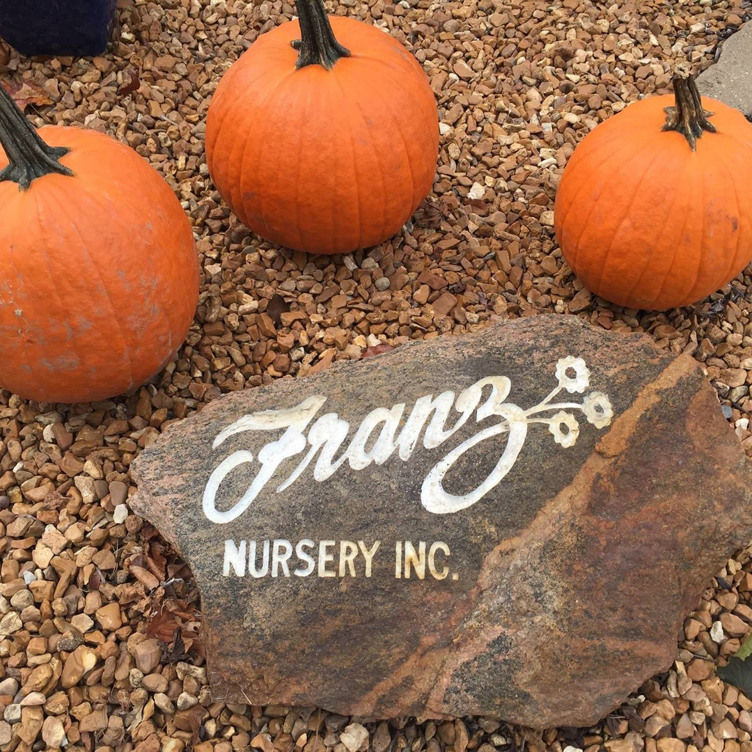 DIY Pressed Flower Pumpkin, Franz Witte Garden Center