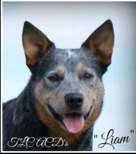 Tlc australian cattle store dogs