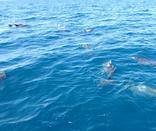 dolphin tours charters