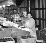 Harold Jenner with his aunts Bertha (Jenner) Dietz and Hilda (Jenner) Schlaht sorting cherries at the Jenner Bros packing shed in 1968