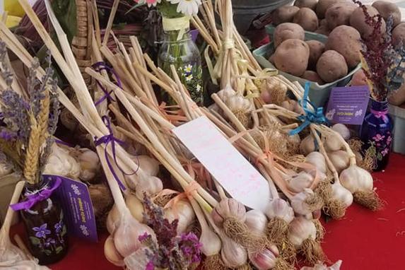 Dutch Red Shallot Garlic  Filaree Organic Seed Farm