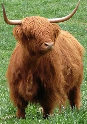 Scottish highland cattle,Black highland cattle,Highland cattle black,Highland cattle, Highland calves