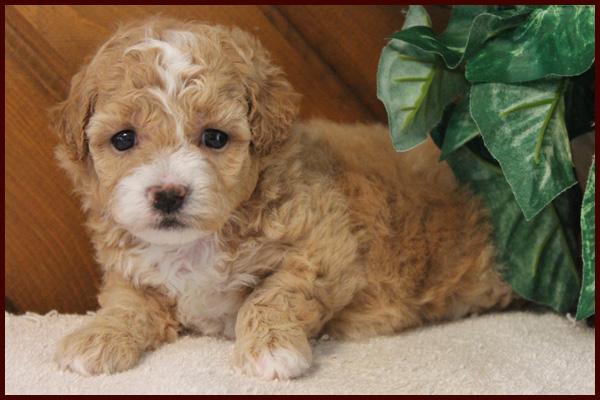 hypoallergenic bichon poodle puppy for sale