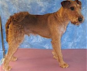 Airedale stripping hot sale