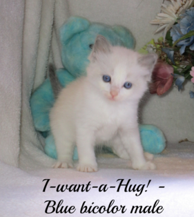 One of our ragdoll kittens