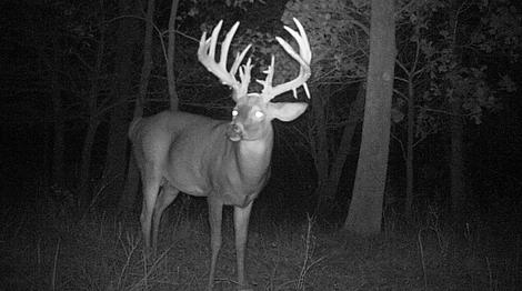 Oklahoma Deer Hunts