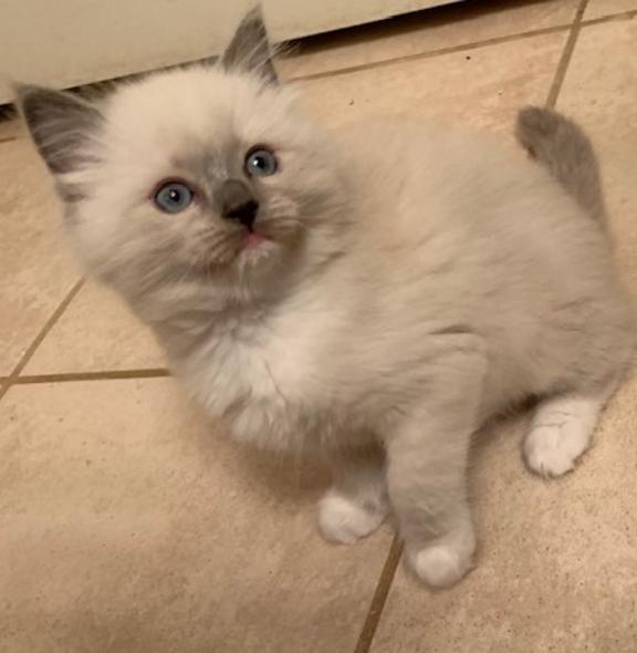 Ragdoll Kittens for sale