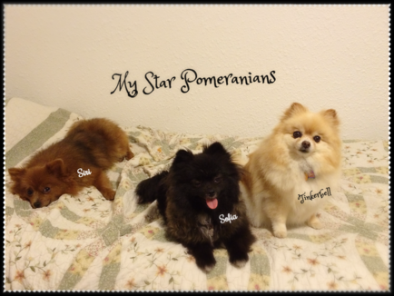 Pomeranians picture #1