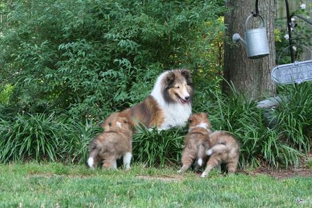 Whisperwind shelties sale