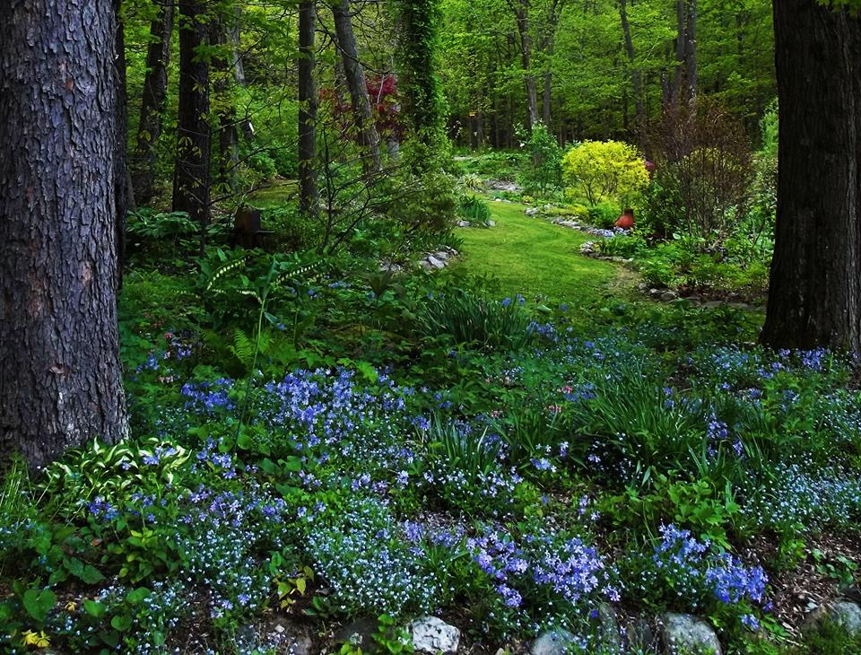 Where To Find Native Plants | How To Use Native Plants For Christmas Decorations